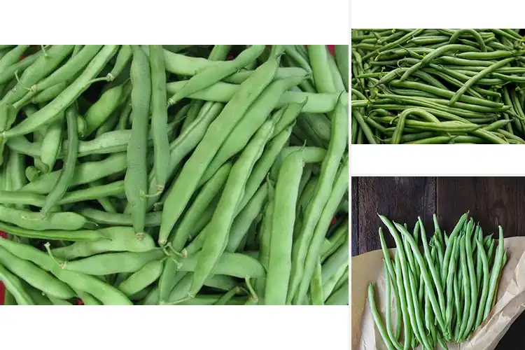 Detailed view of Best Blue Lake Bean Seeds: Grow Tender, Abundant Beans Fast