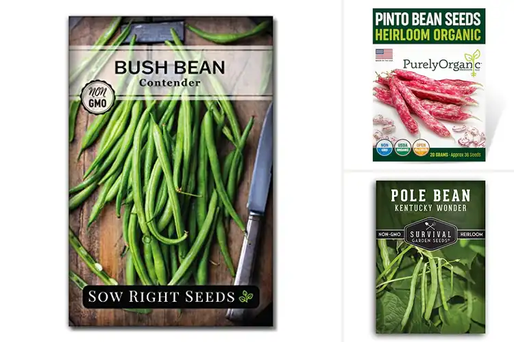 Detailed view of Best Heirloom Bean Seeds