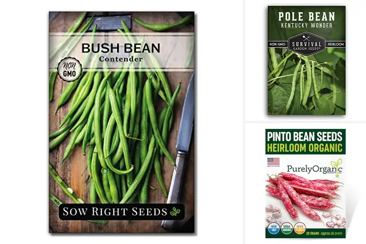 Detailed view of Best Non GMO Bean Seeds