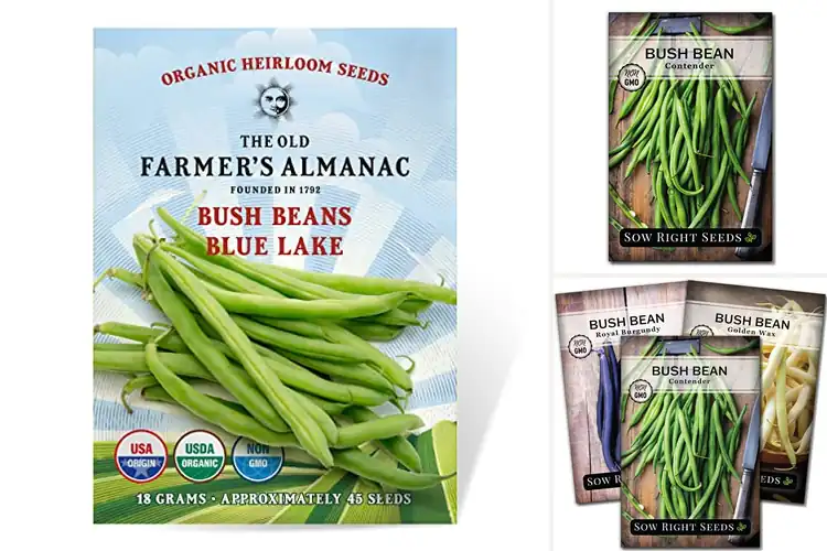 Detailed view of Best Organic Bush Bean Seeds for a Thriving Garden Harvest